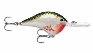 BLEEDING OLIVE SHINER